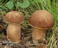 Boletus_aestivalis_ac0475