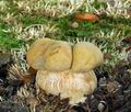 Boletus_reticulatus_bv4386