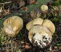 Boletus_reticulatus_bv4402