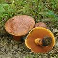 Boletus_rhodopurpureus_bh8111