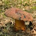 Boletus_rhodopurpureus_bh8434