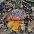 Boletus_rhodopurpureus_bo3648