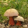 Boletus_rhodoxanthus_bh8169