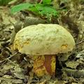 Boletus_rhodoxanthus_bm1833