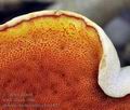 Boletus_rhodoxanthus_bm1847