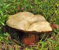 Boletus_satanas_bm0169