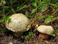 Boletus_satanas_bm0287