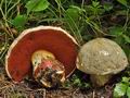 Boletus_satanas_bm0303