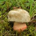 Boletus_satanas_bm0329