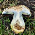 Boletus_satanas_bm0550