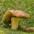 Boletus_subappendiculatus_bh7997