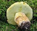 Boletus_subappendiculatus_bv4527