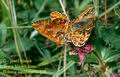 Boloria_aquilonaris_528