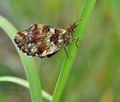 Boloria aquilonaris bu1376