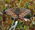 Boloria aquilonaris bu1389