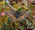 Boloria aquilonaris bu1406