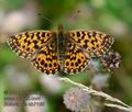 Boloria_dia_kb7166