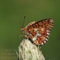 Boloria_euphrosyne_al1853