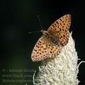 Boloria_euphrosyne_al1858