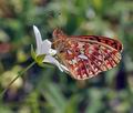 Boloria_euphrosyne_bh0792