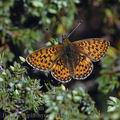 Boloria_euphrosyne_dd3120