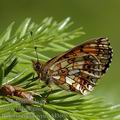 Boloria_euphrosyne_dd3608