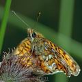 Boloria_euphrosyne_dd3633