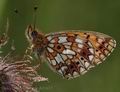 Boloria_euphrosyne_dd3637