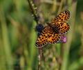 Boloria selene be0466