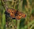 Boloria selene be0469