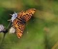 Boloria selene bs5315