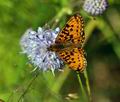 Boloria selene bs5337