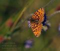 Boloria selene bs5365