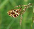 Boloria selene hg8310