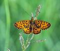 Boloria selene hg8324