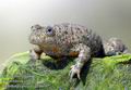 Bombina_variegata_da9014