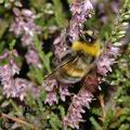 Bombus_hortorum_af6279