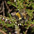 Bombus_hortorum_af6281