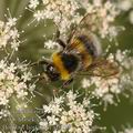 Bombus_hortorum_af8199