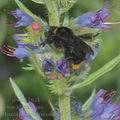 Bombus_lapidarius_a0337