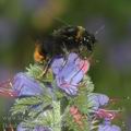 Bombus_lapidarius_a0348