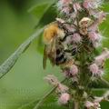 Bombus_pascuorum_af9595