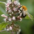 Bombus_pascuorum_af9609