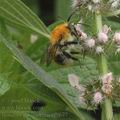 Bombus_pascuorum_af9677