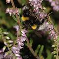 Bombus_terrestris_af6287