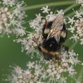 Bombus_terrestris_af8236