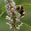 Bombus_terrestris_af9632