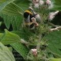 Bombus_terrestris_af9640