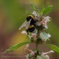 Bombus_terrestris_af9670