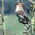 Bombycilla_garrulus